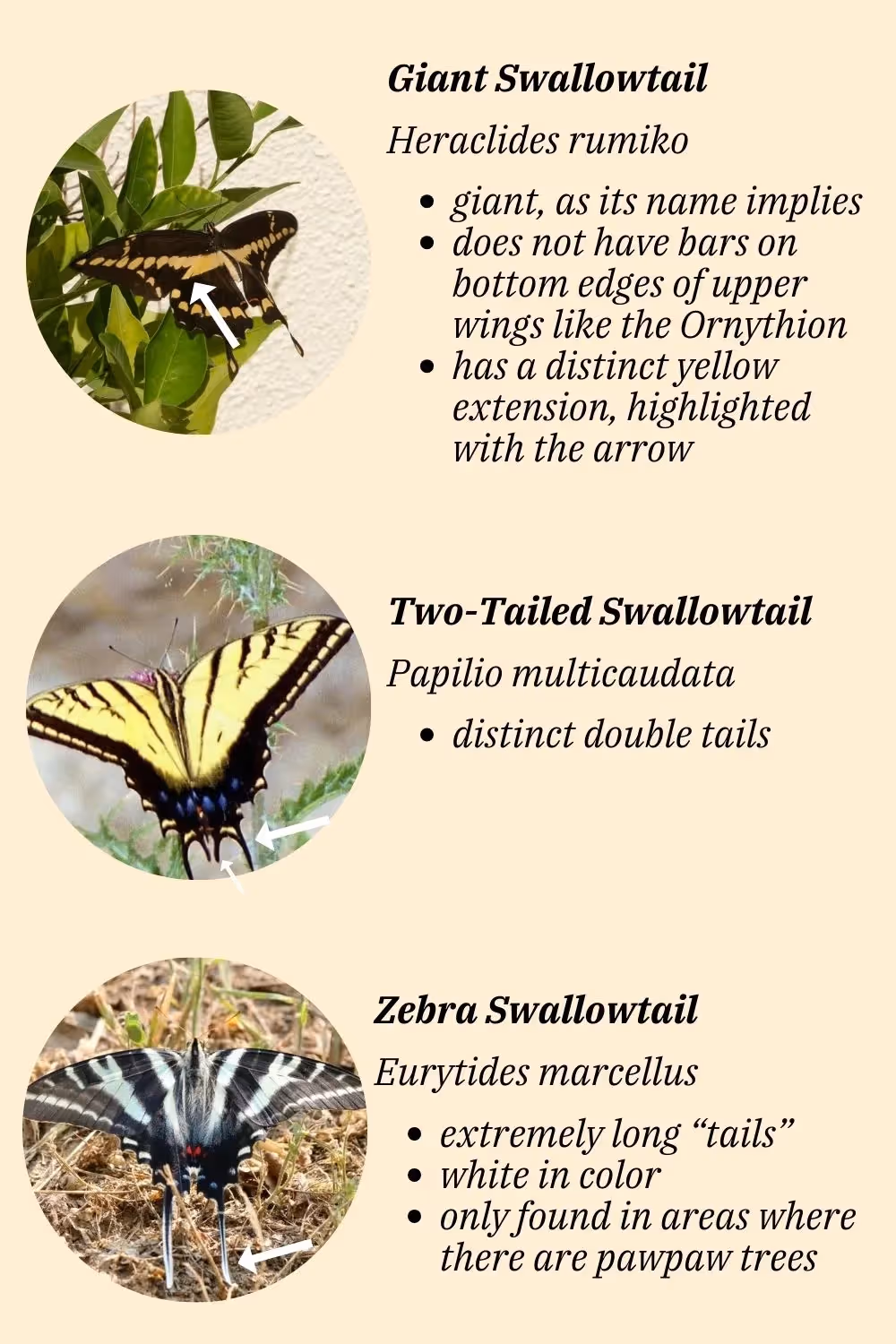 create a sustainable ecosystem for giant swallowtail butterflies