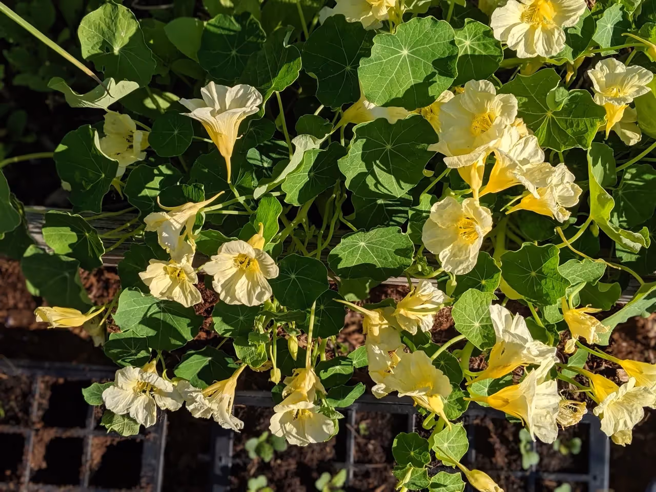 how to grow nasturtiums