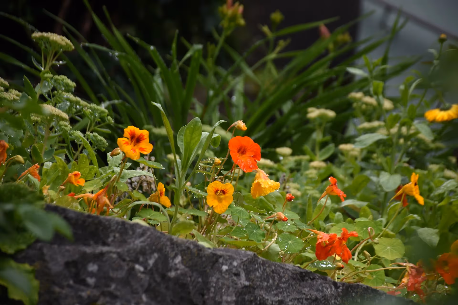 nasturtiums how to grow