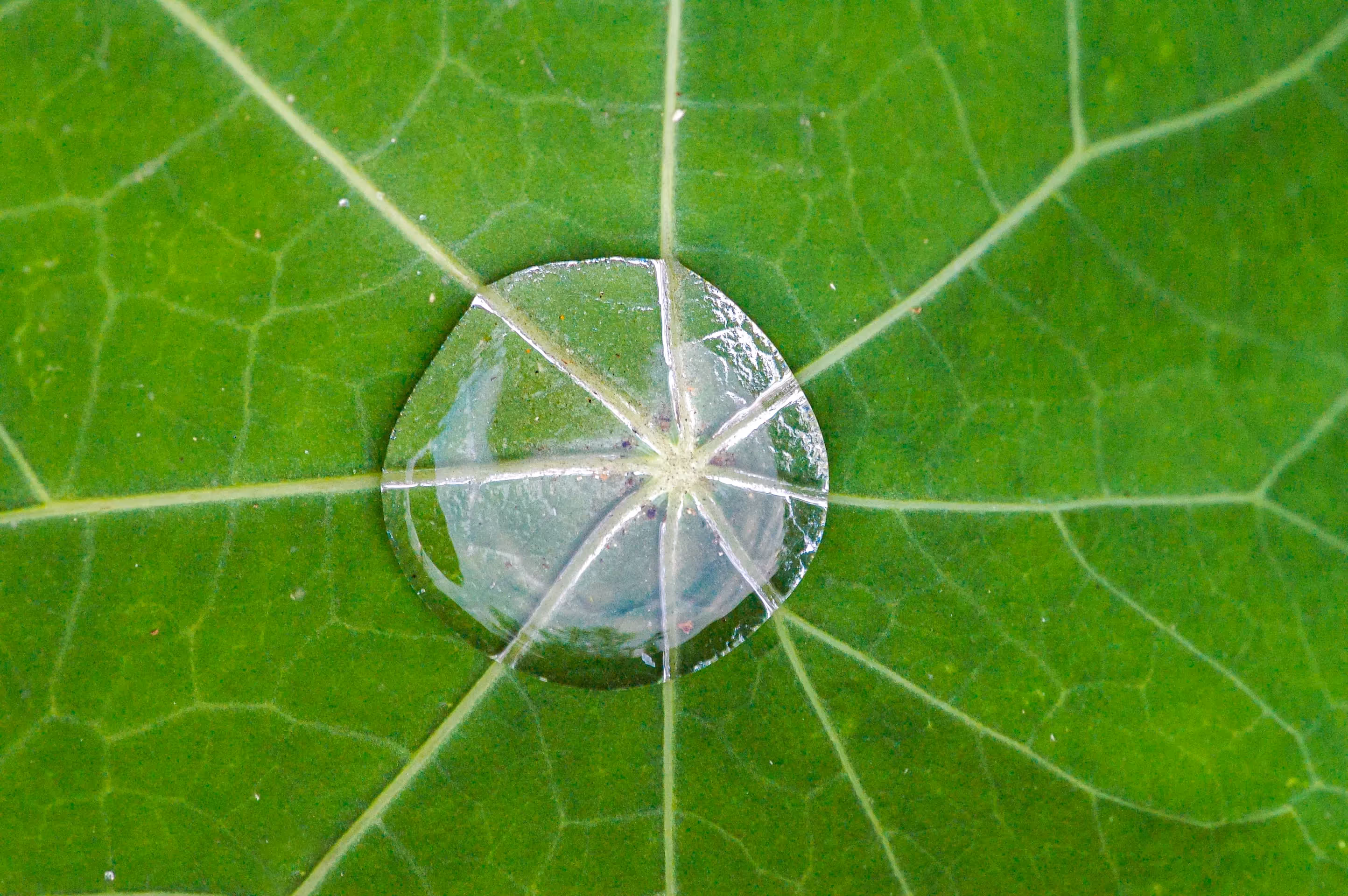 nasturtium leaf lotus effect