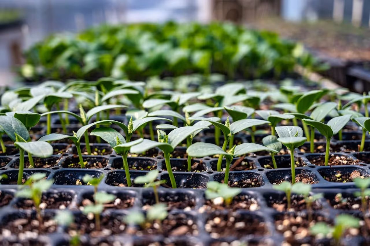 make your own peat-free seed starting mix