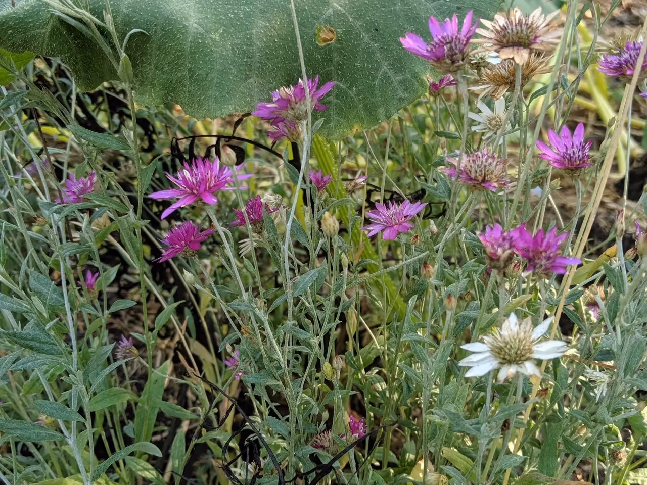 design your dried flower garden