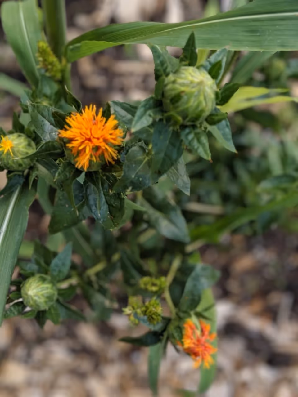 Safflower for dried botanicals in my garden