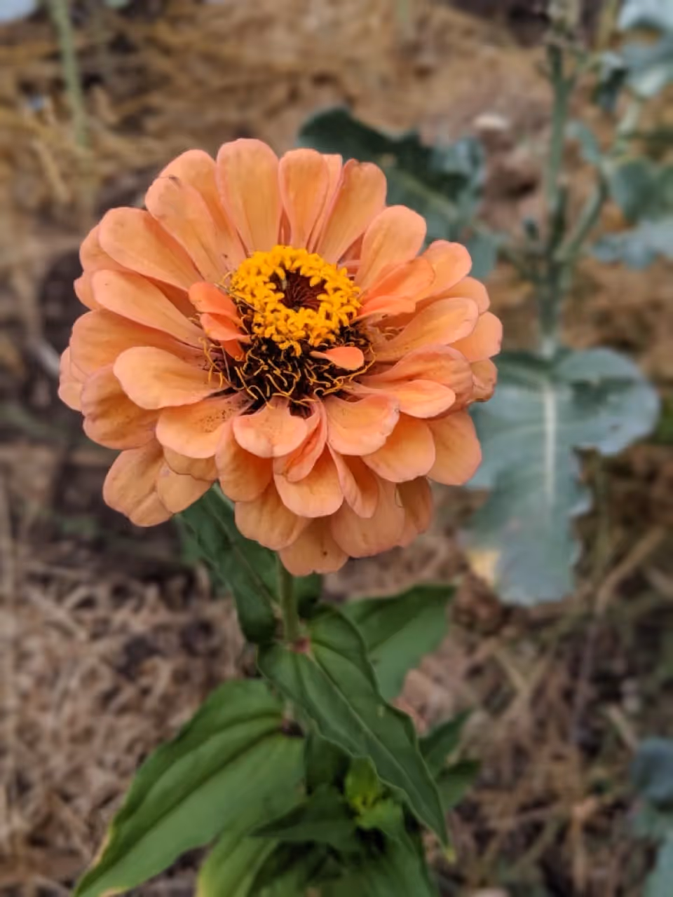 what to plant for dried floral decor