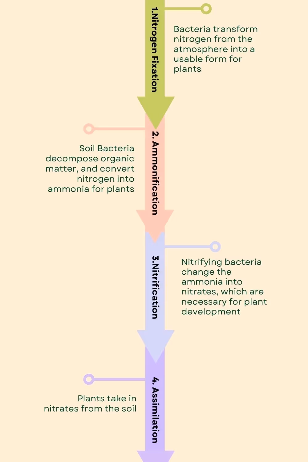 regenerative gardening boosts nitrogen fixation