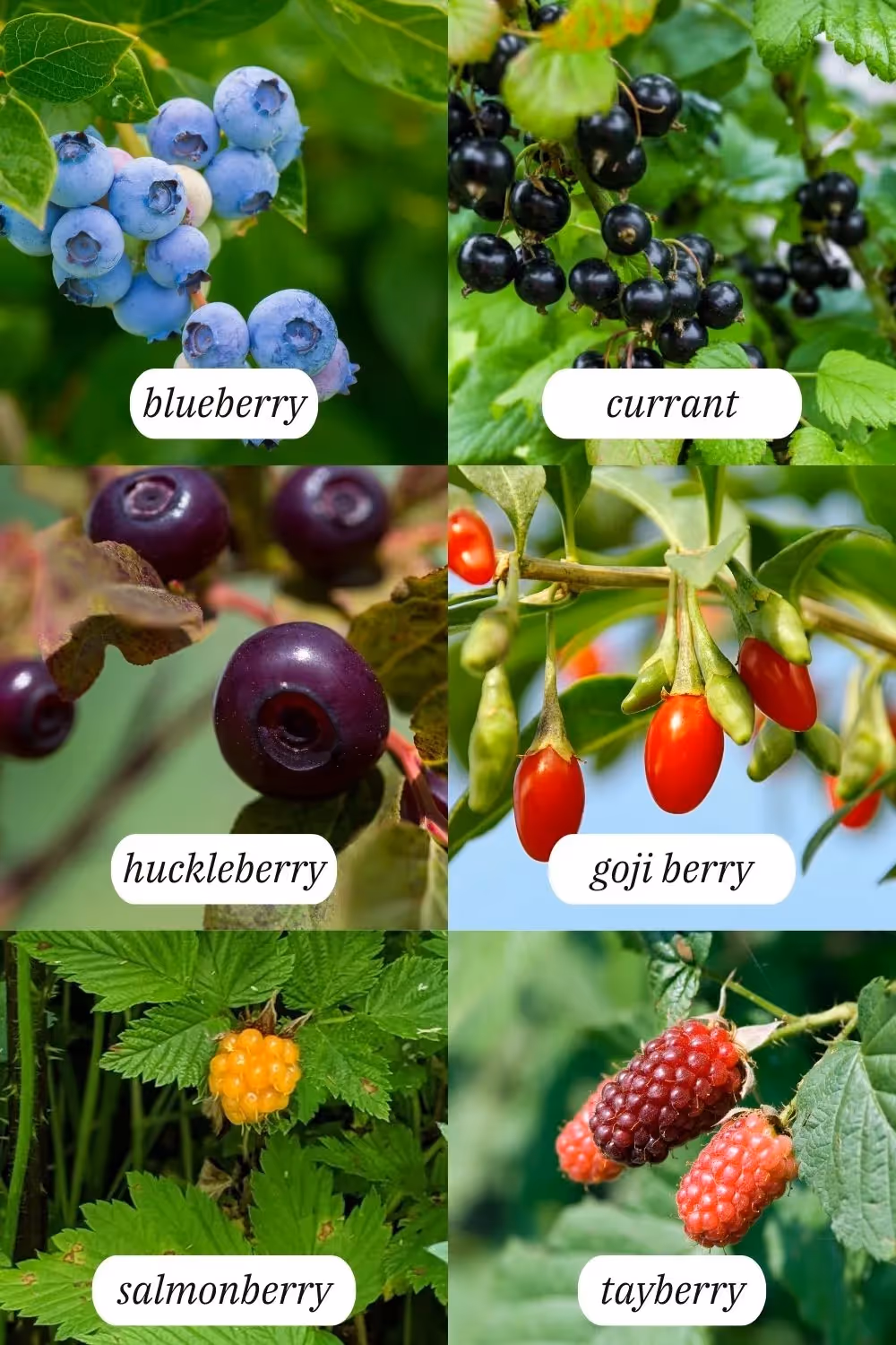 full list of perennial berries