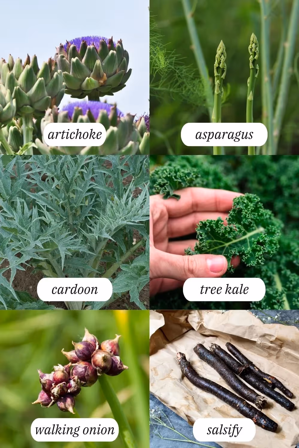 full list of perennial vegetables
