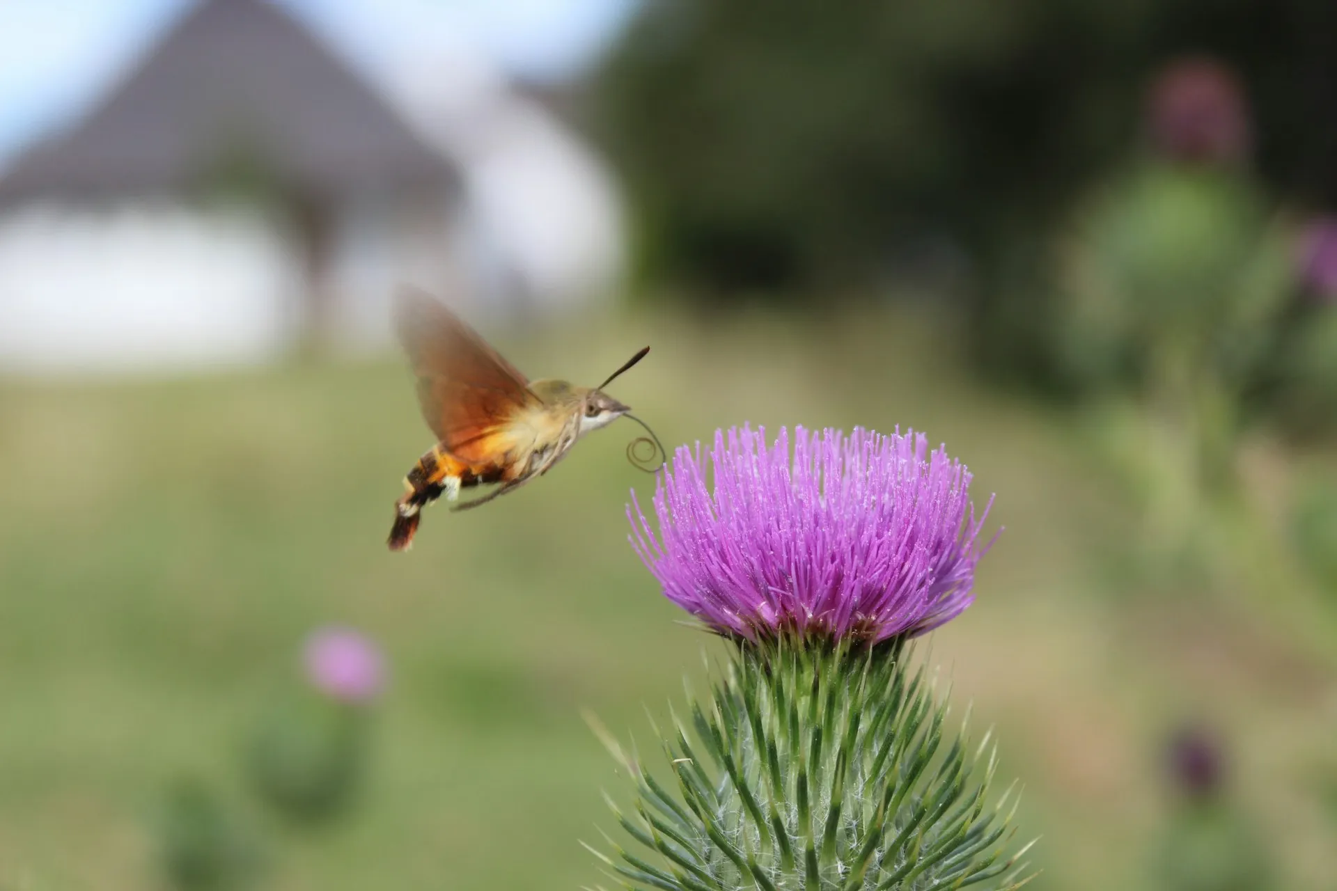Hummingbird Moth