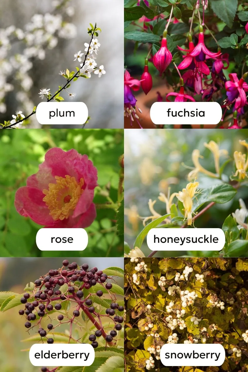 attract hawkmoths and hummingbird moths into your garde