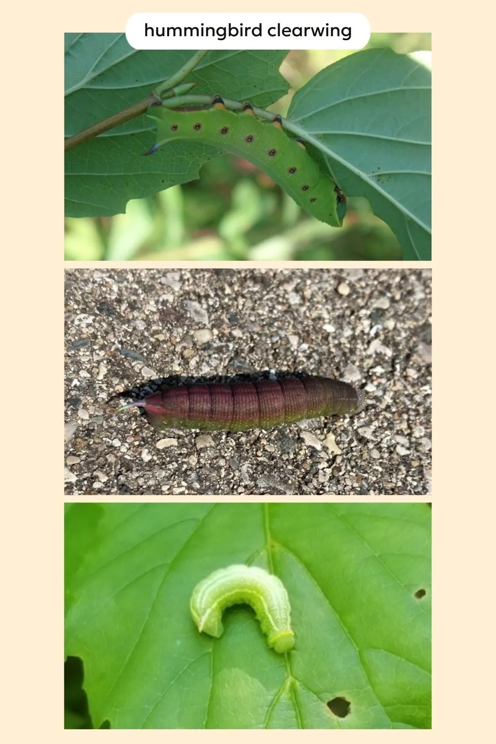 identify hummingbird hornworm