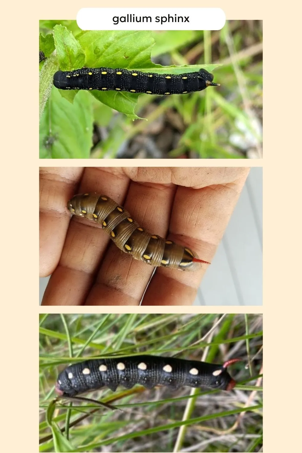bedstraw sphinx moth caterpillars