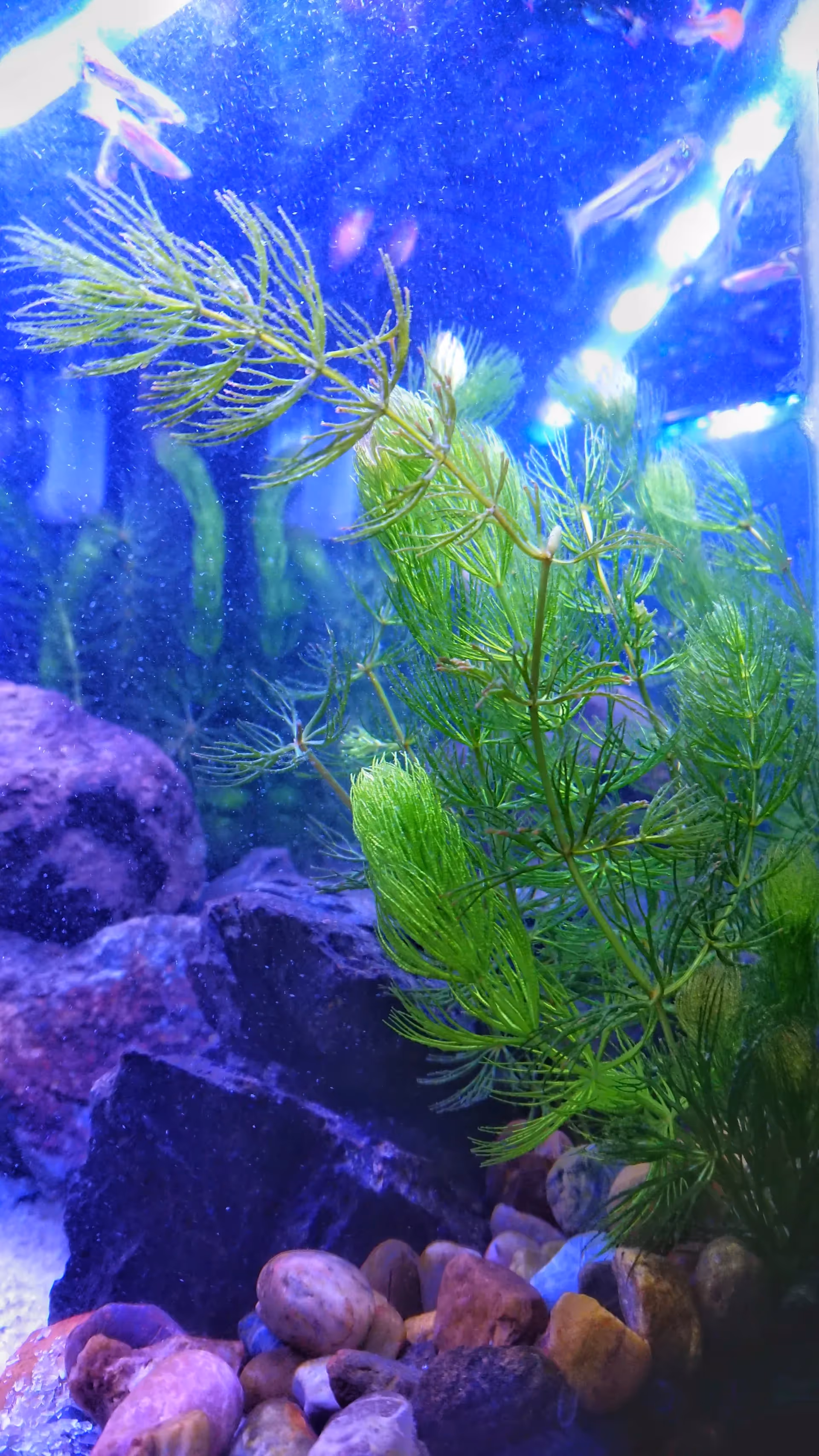 Plants that purify air and water are key players in pollution clean-up, and offer hope as a nature-based solution to air + water filtration.