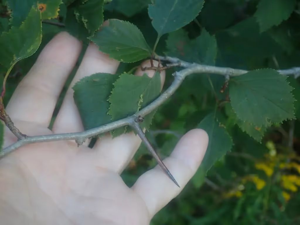 tree with long sharp thorns