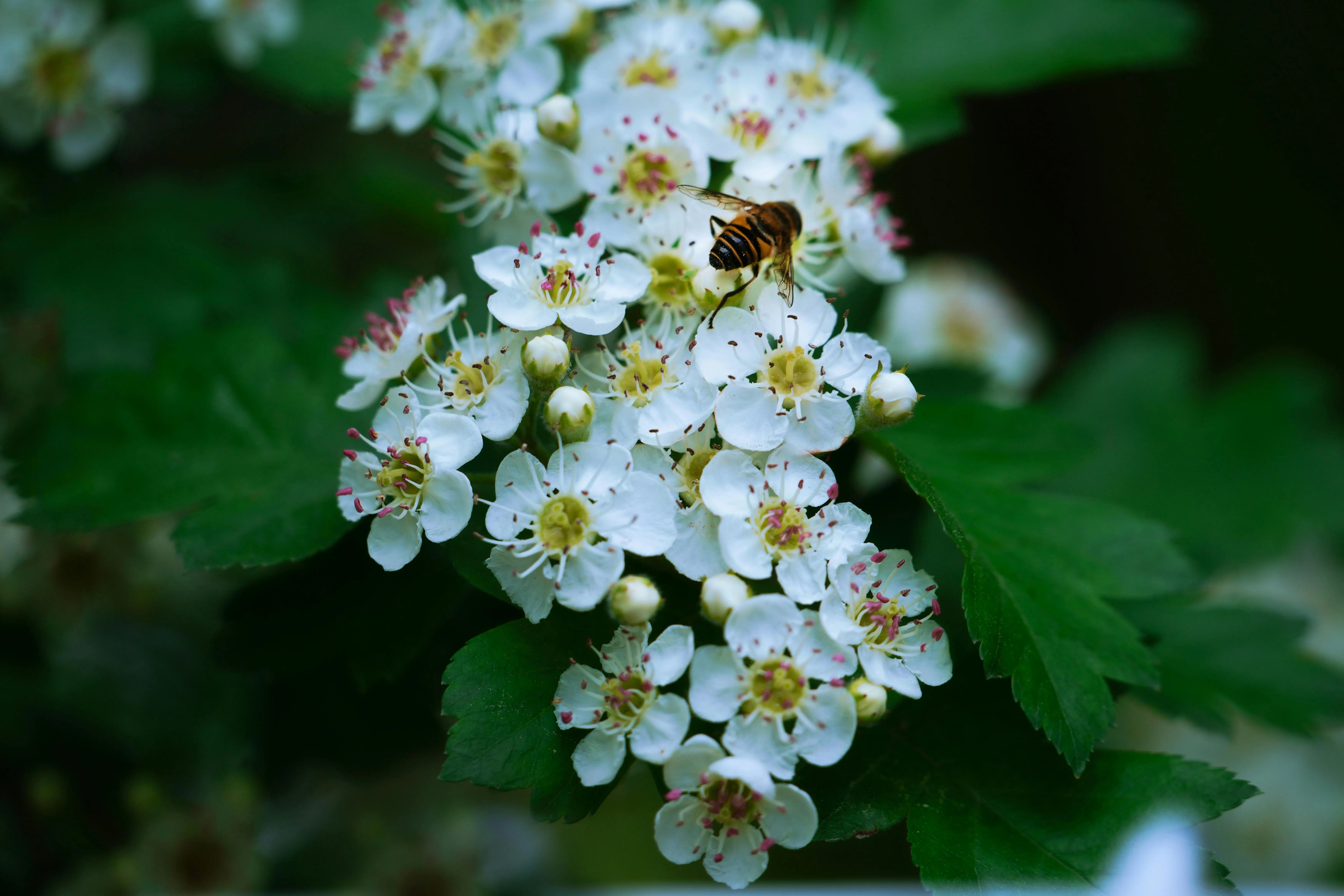 tree with white flowers