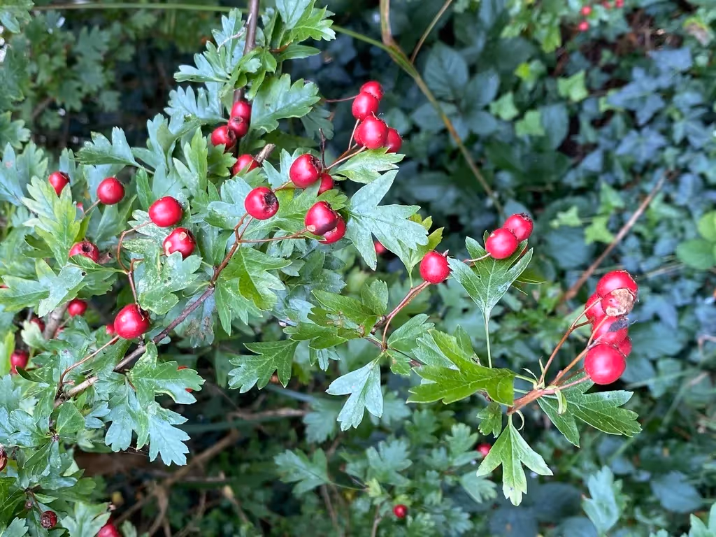 tree with red fruit