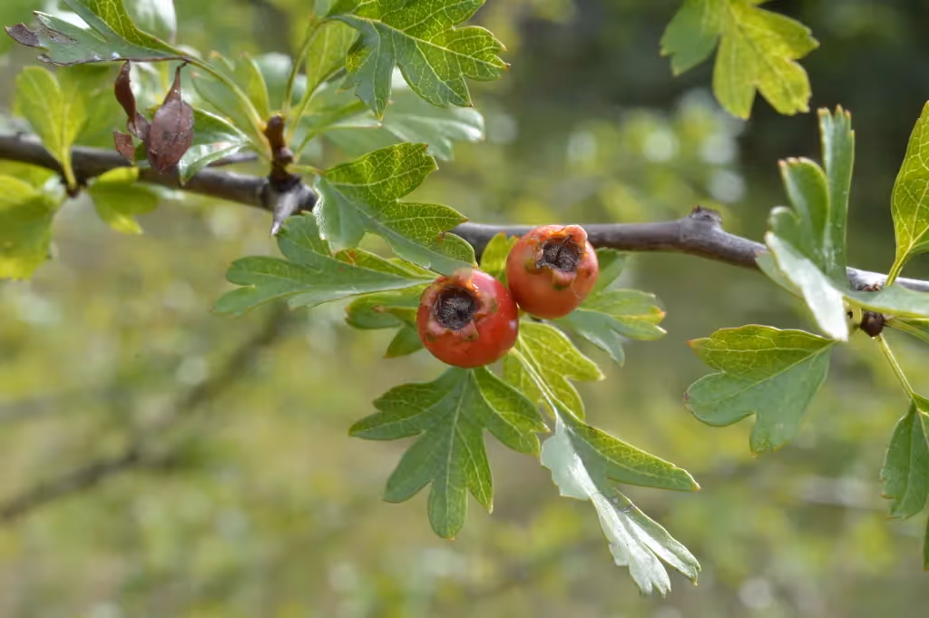 Common Hawthorn