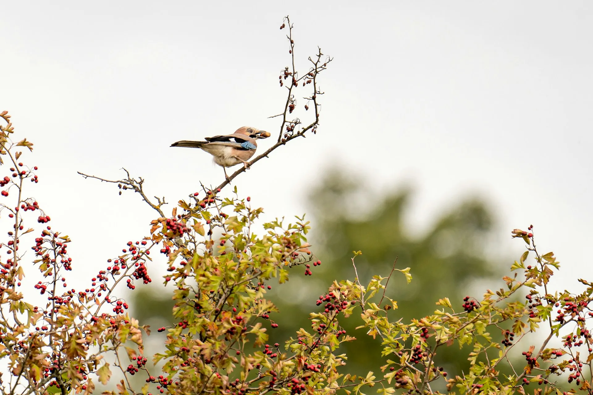 trees for birds and wildlife shelter