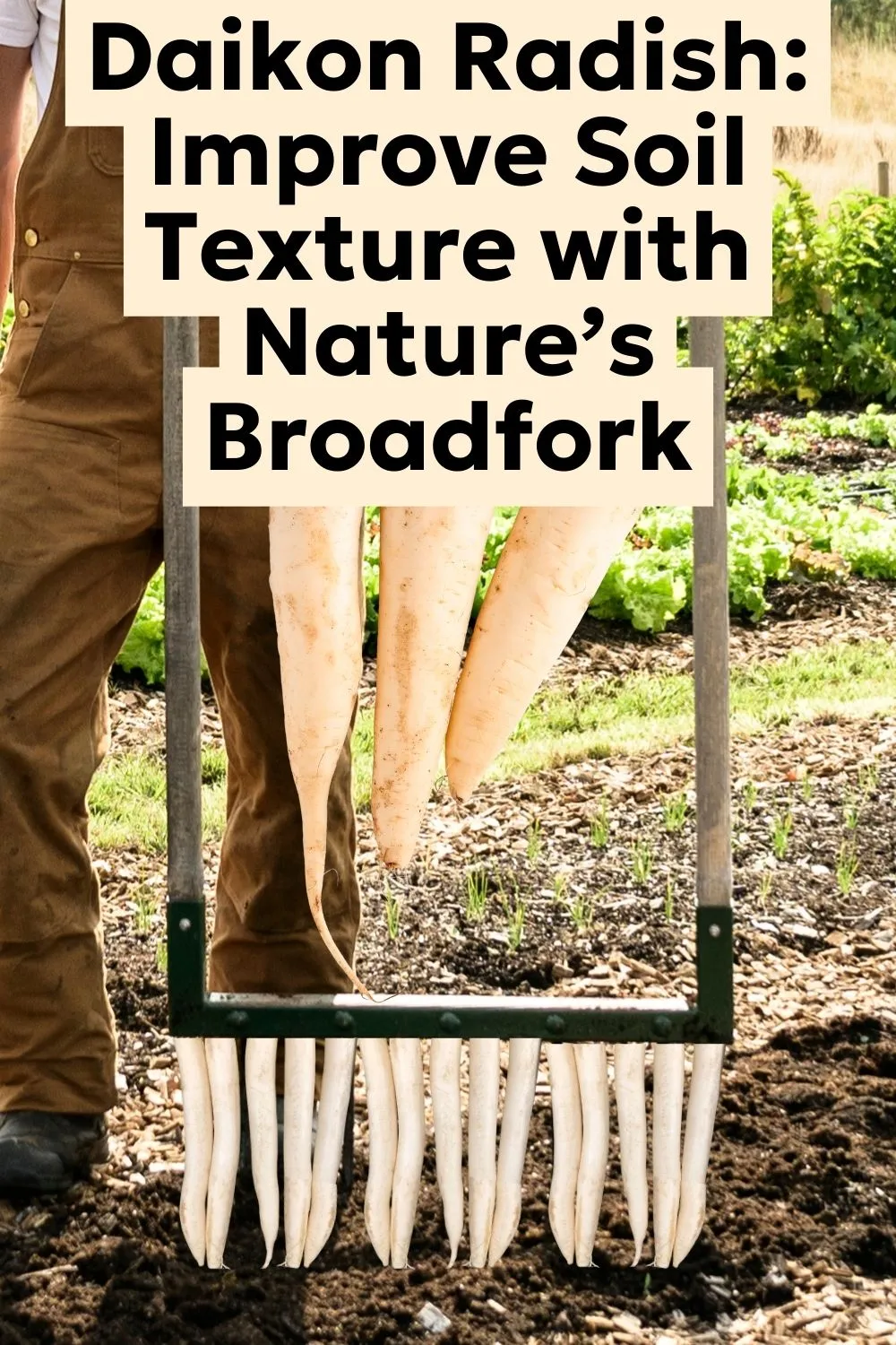 Got heavy clay, compacted soil, or need organic matter? Daikon is a powerful cover crop to build soil health naturally in no-till gardens.