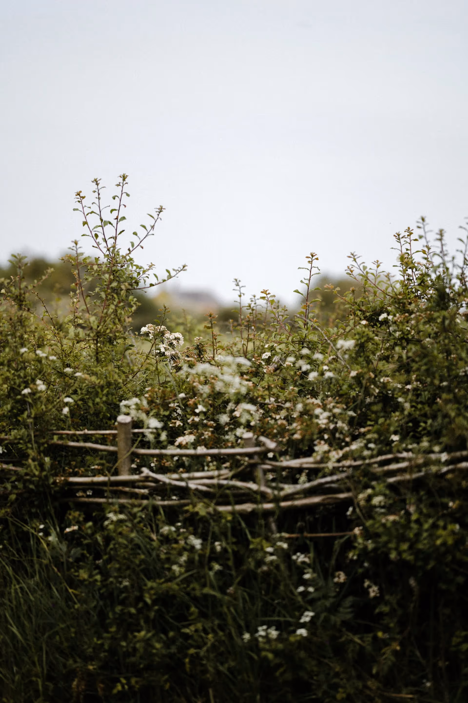 How Hedgerows Capture Carbon: A Guide to Enhancing Sequestration