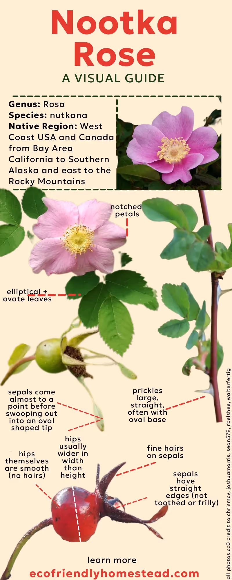 Master Nootka Rose identification in the Pacific Northwest. Our guide covers key traits, habitats, and expert tips for precise recognition.