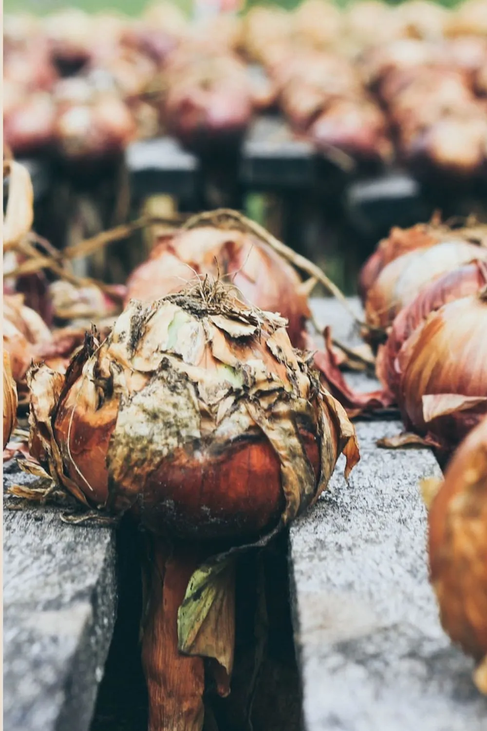 Learn how I harvest and cure onions every summer for a year-long supply in my pantry. Read on for a step-by-step guide to lasting freshness.