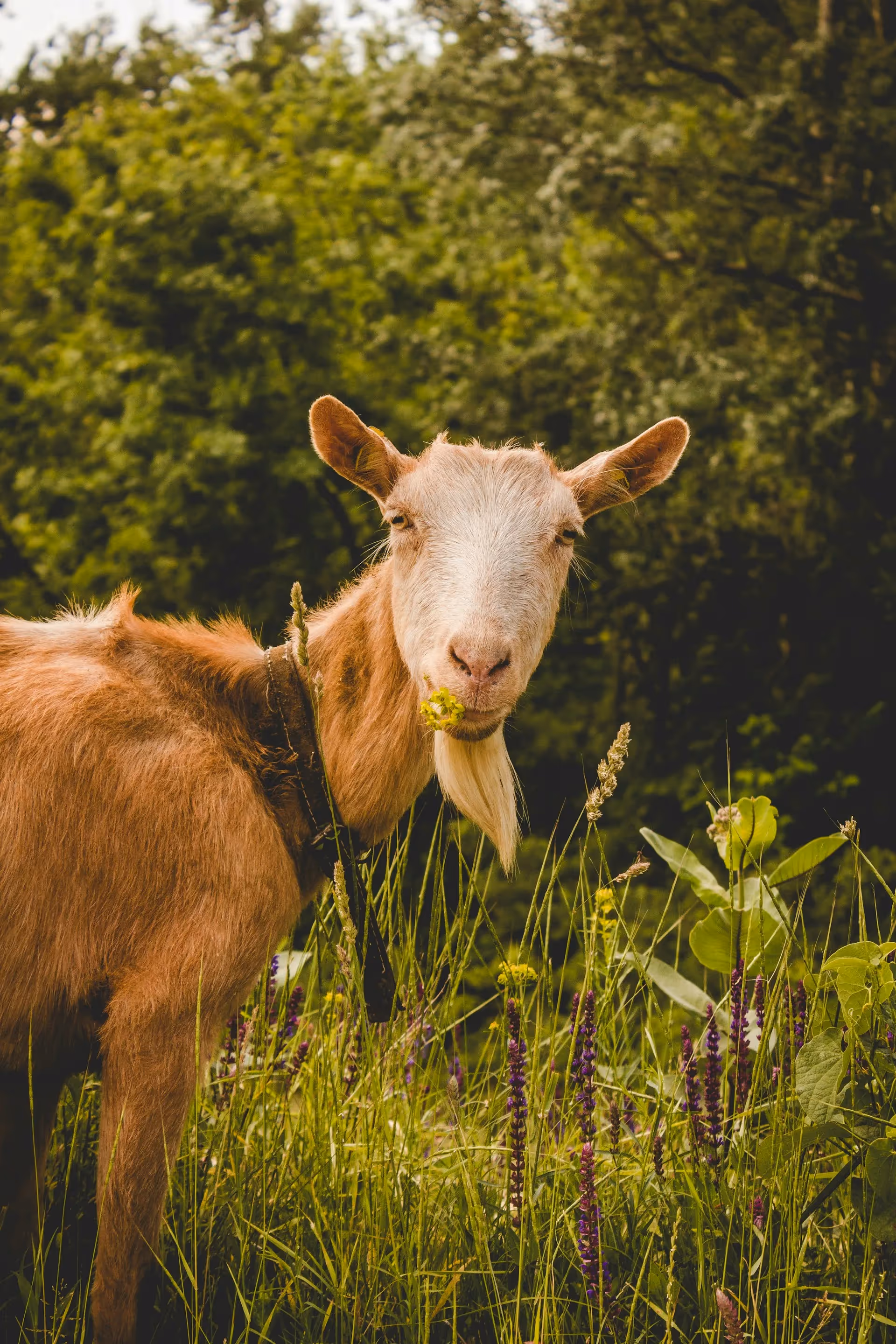 Key Things I Wish I Knew Before Getting My First Goat