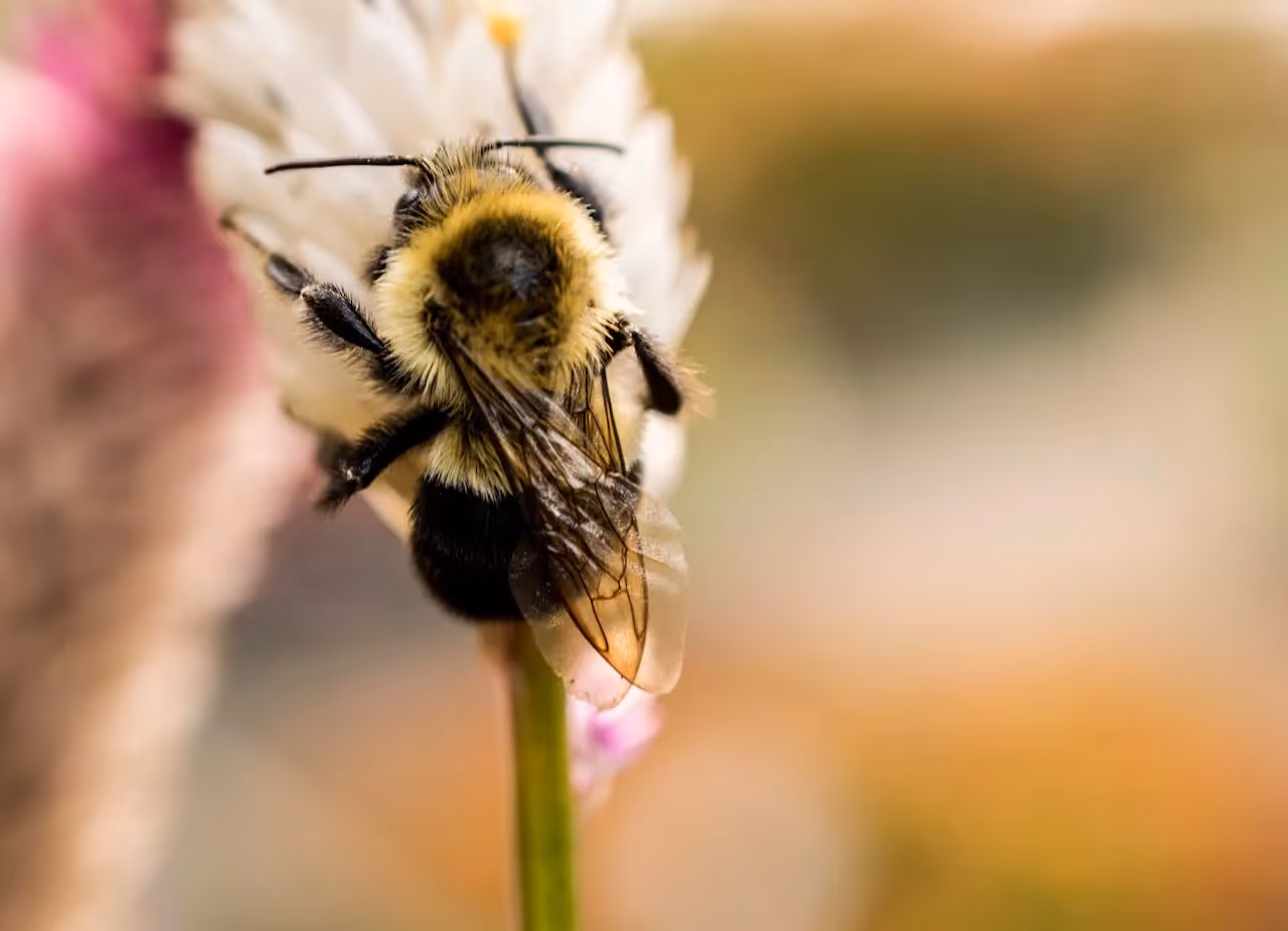 bee on a flower