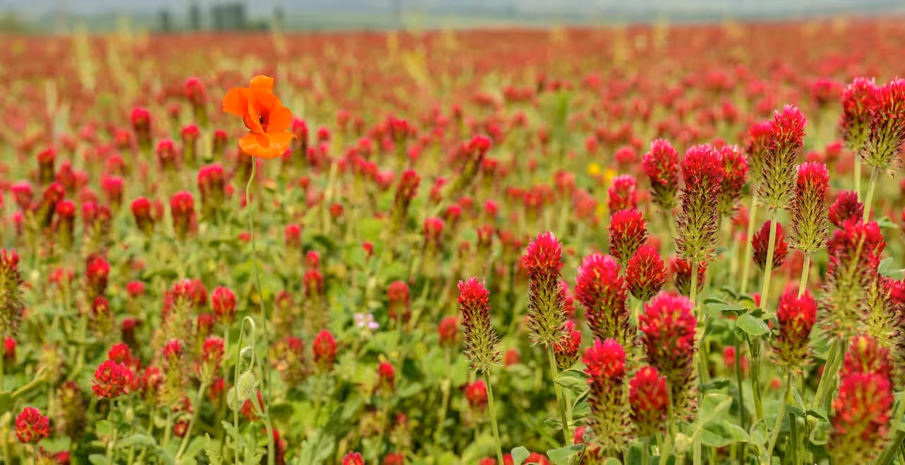 make a meadow for the bees - replace your lawn with clover