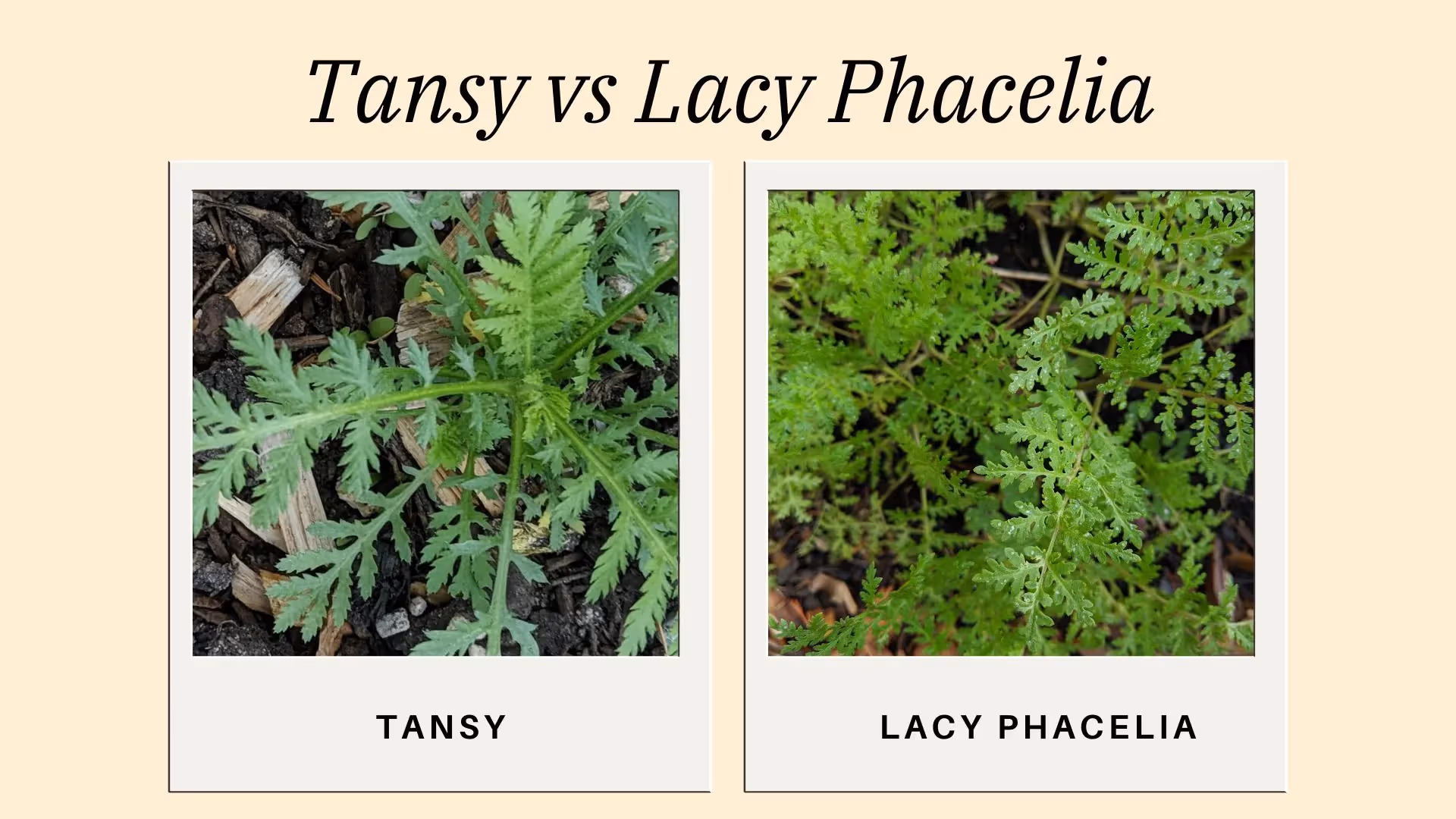 two plants with similar leaves in my regenerative garden: tansy and lacy phacelia