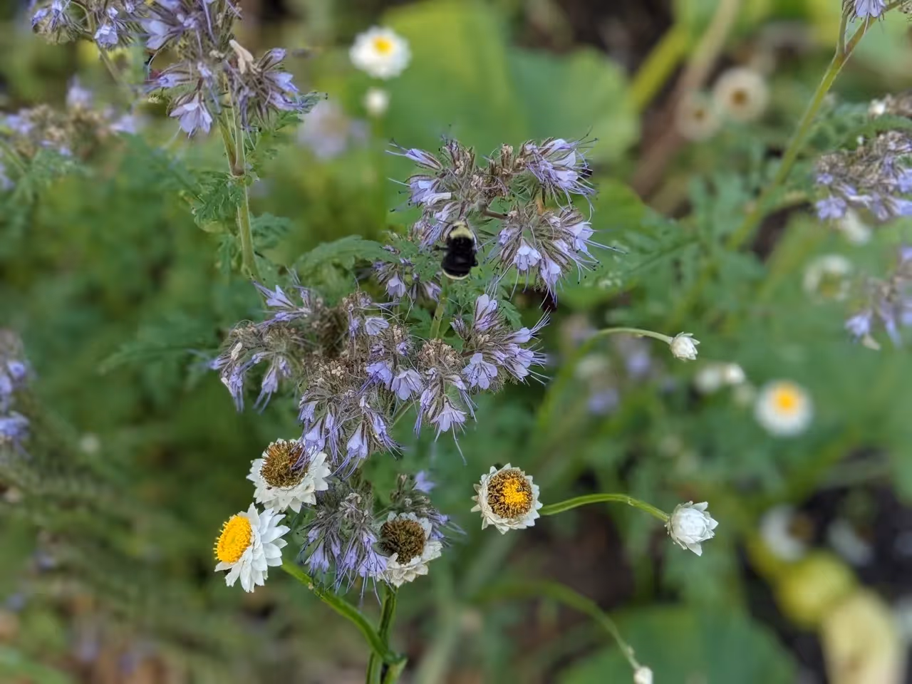 best cover crop for pollinators
