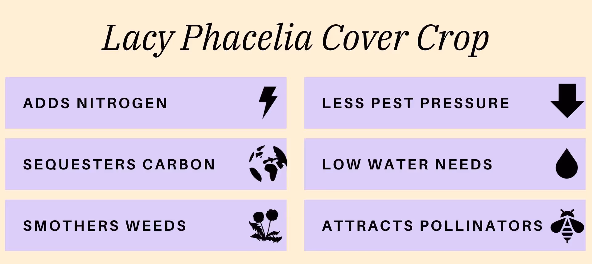 Benefits of Lacy Phacelia for regenerative agriculture