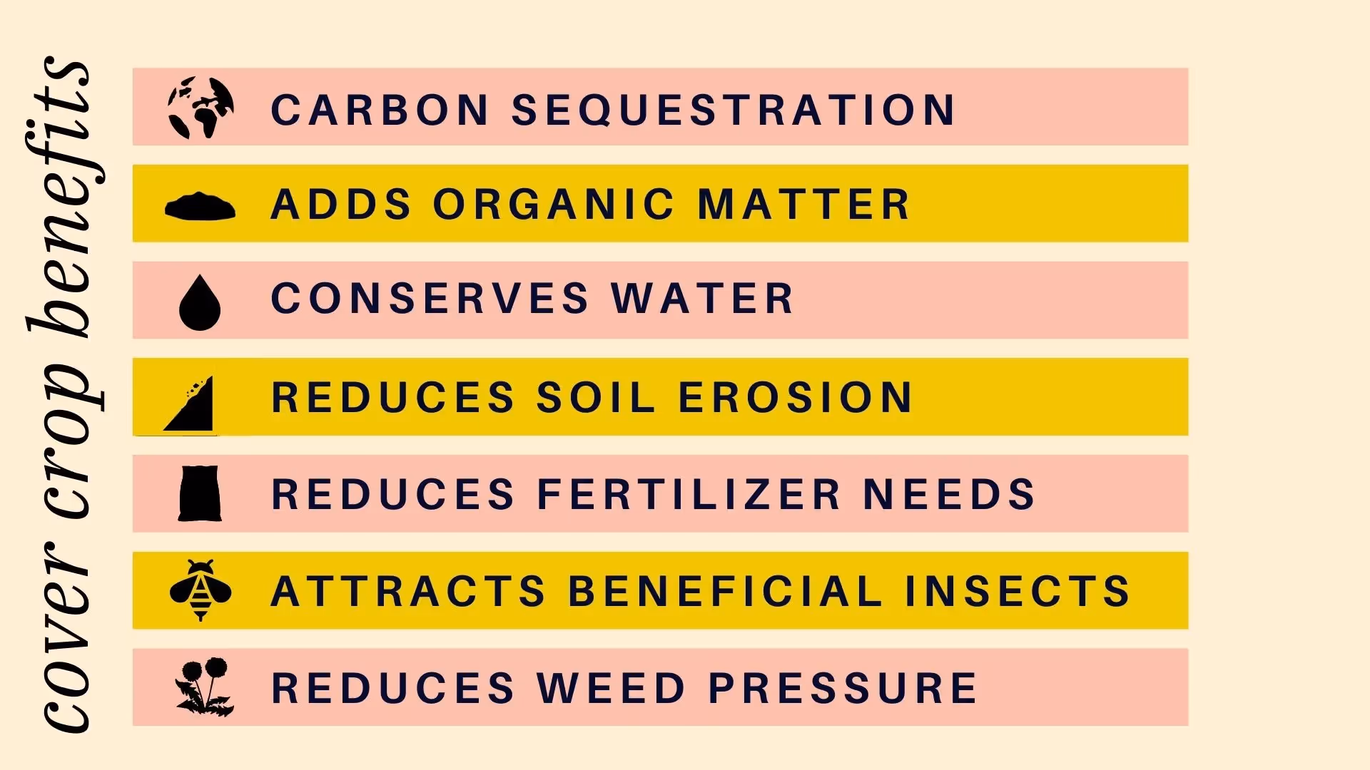 lacy phacelia as a cover crop and pollinator plant