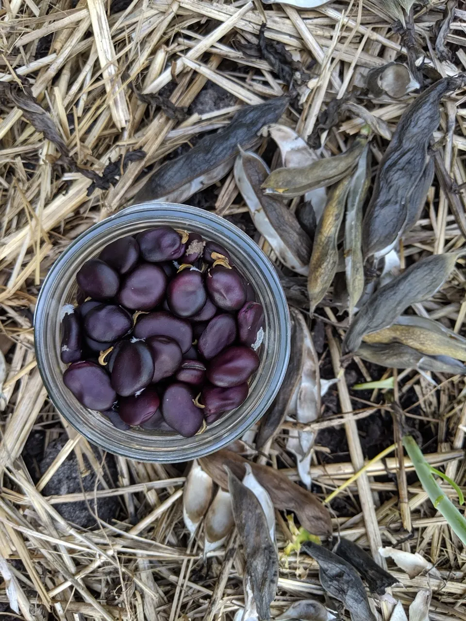 Learn how I collect fava (broad) bean seeds to boost garden sustainability and self-sufficiency with this simple, step-by-step guide.