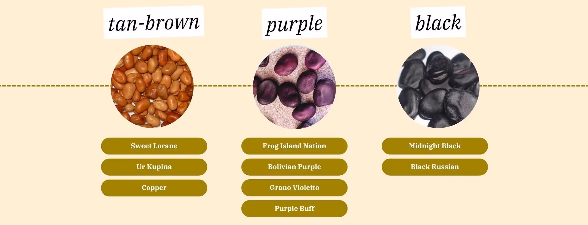 different kinds of fava bean colors