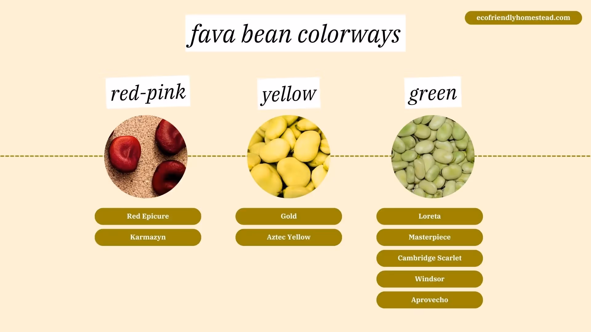 spectrum of fava bean colors