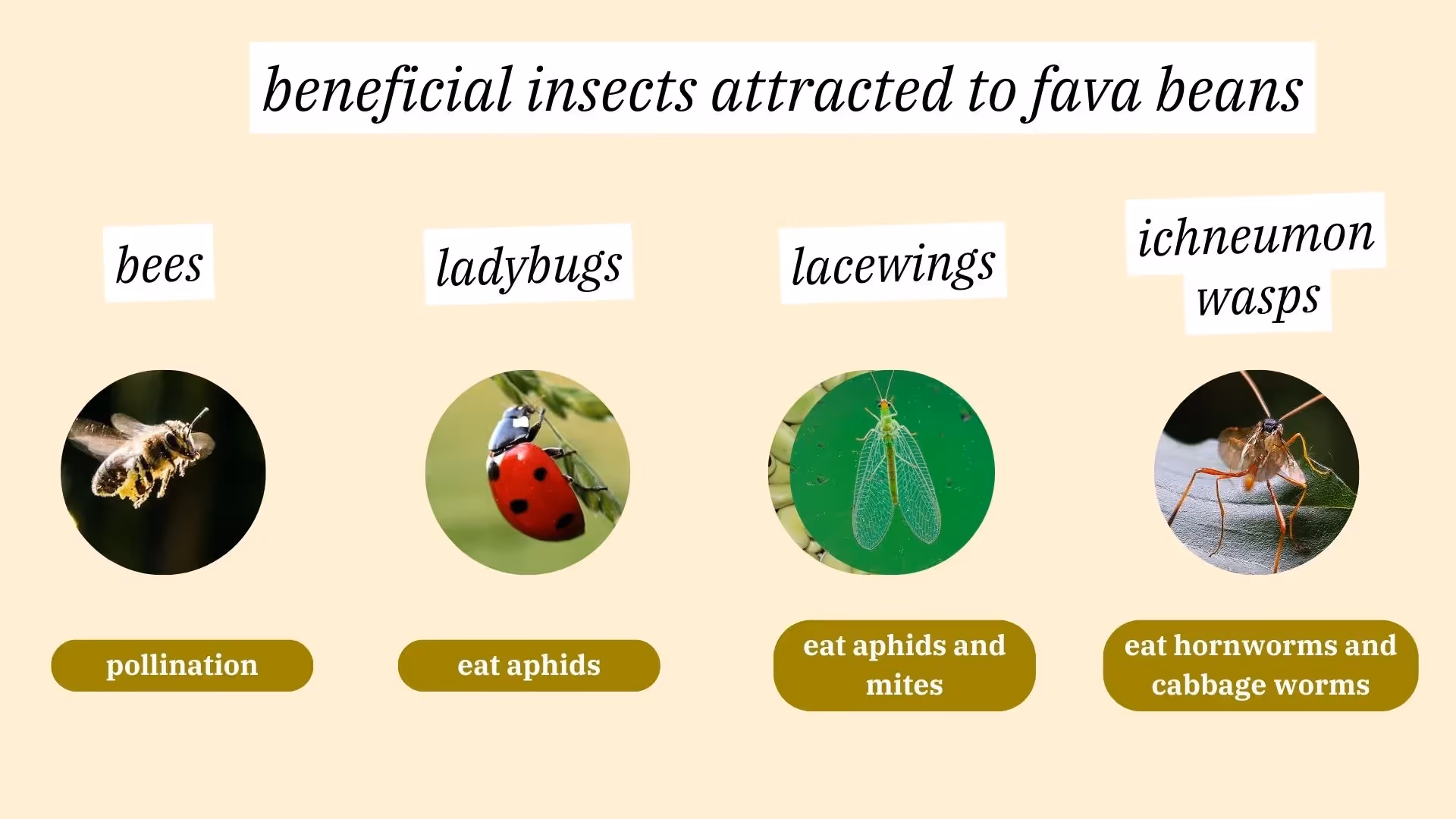 fava beans attract beneficial insects