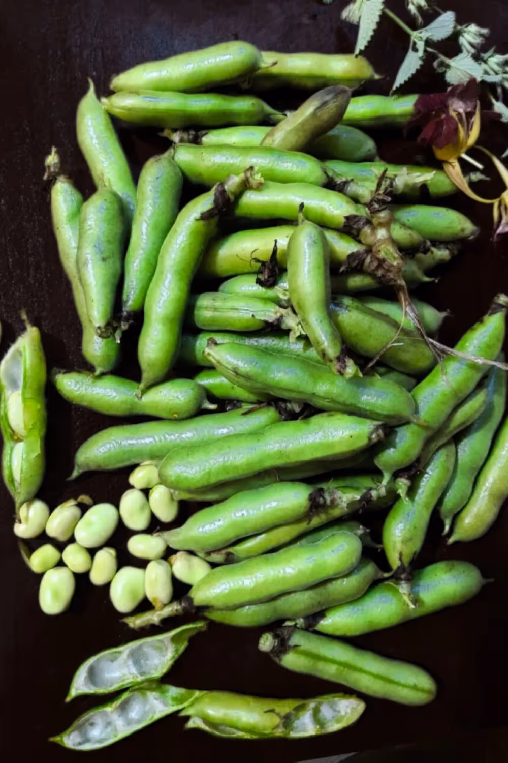 Here's how I shell, peel, cook, & store fresh fava beans. Get easy recipes, flavor pairings, and my tips for simple meals that feature favas