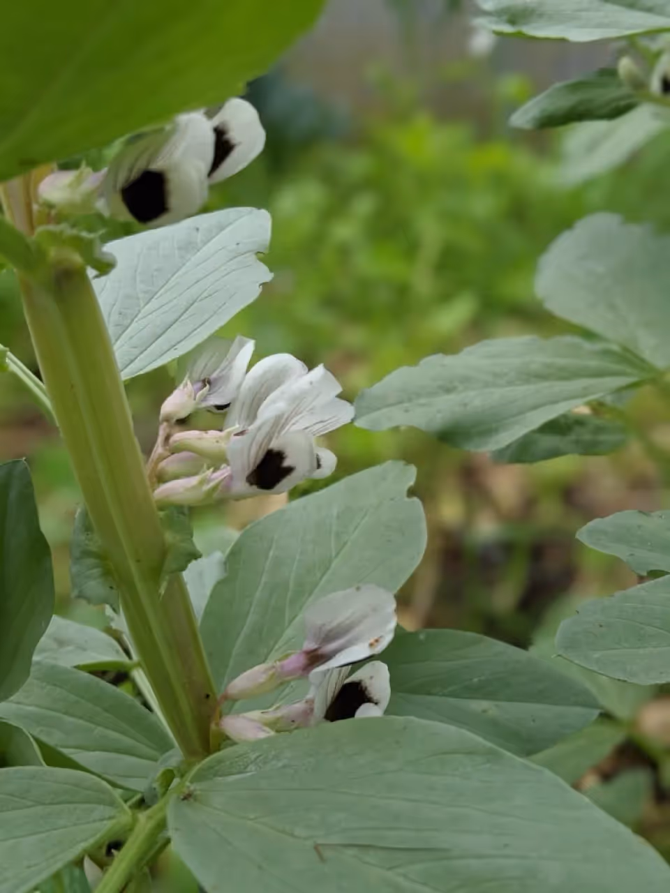 Discover the benefits, challenges, & key tips for fall planting fava beans. Learn from my experiences and avoid common mistakes!