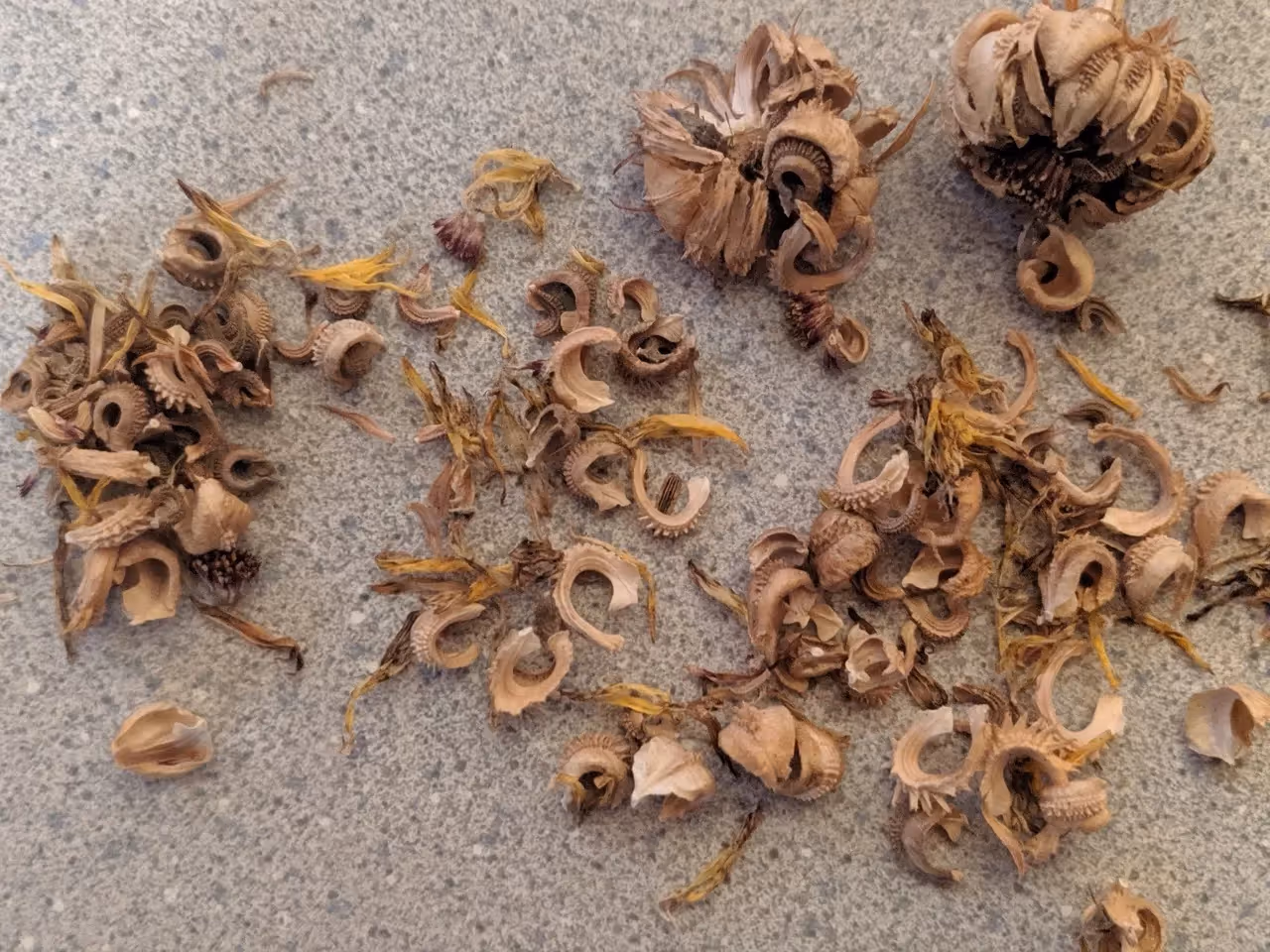 the calendula seeds that I saved from my garden