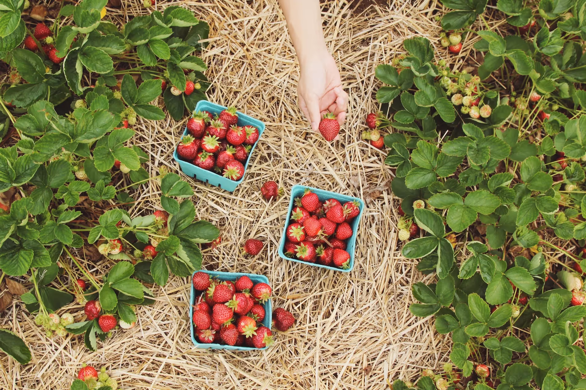 what are the benefits of regenerative agriculture?