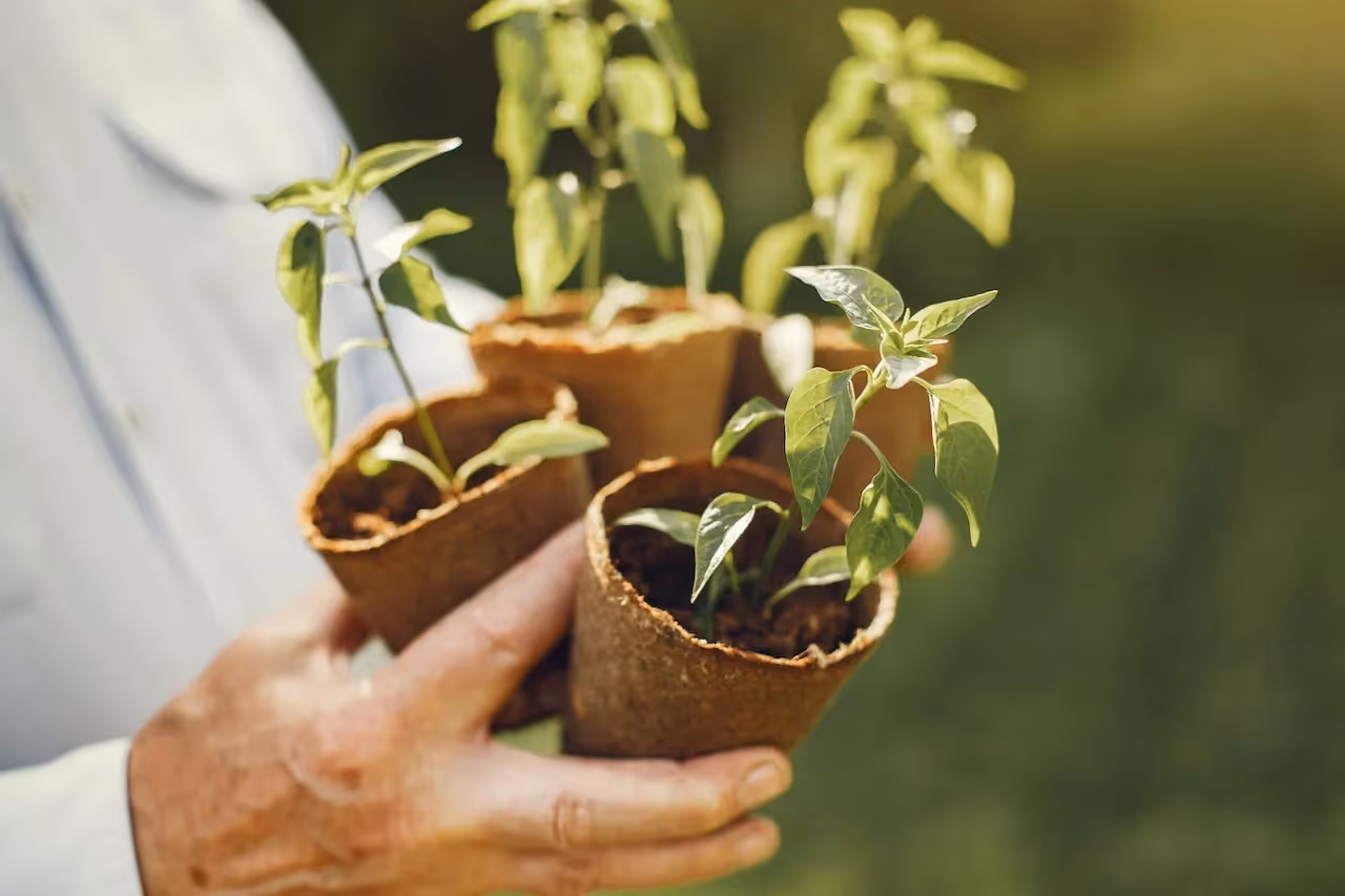 coconut fiber pots for apartment homesteading container gardening
