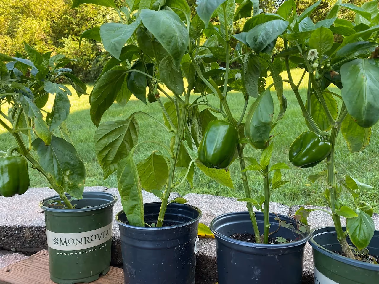 peppers containers apartment homesteading ideas