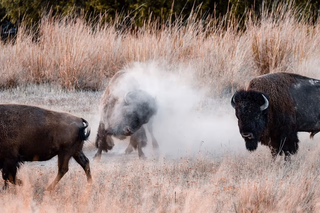 bison are ecosystem engineers and their habits formed the Great Plains
