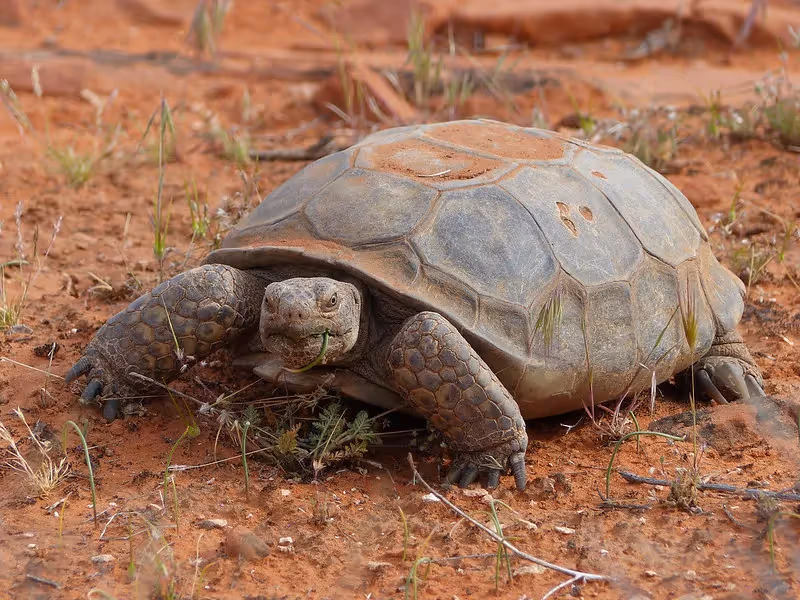 the desert tortoise is a keystone species that modifies the landscape