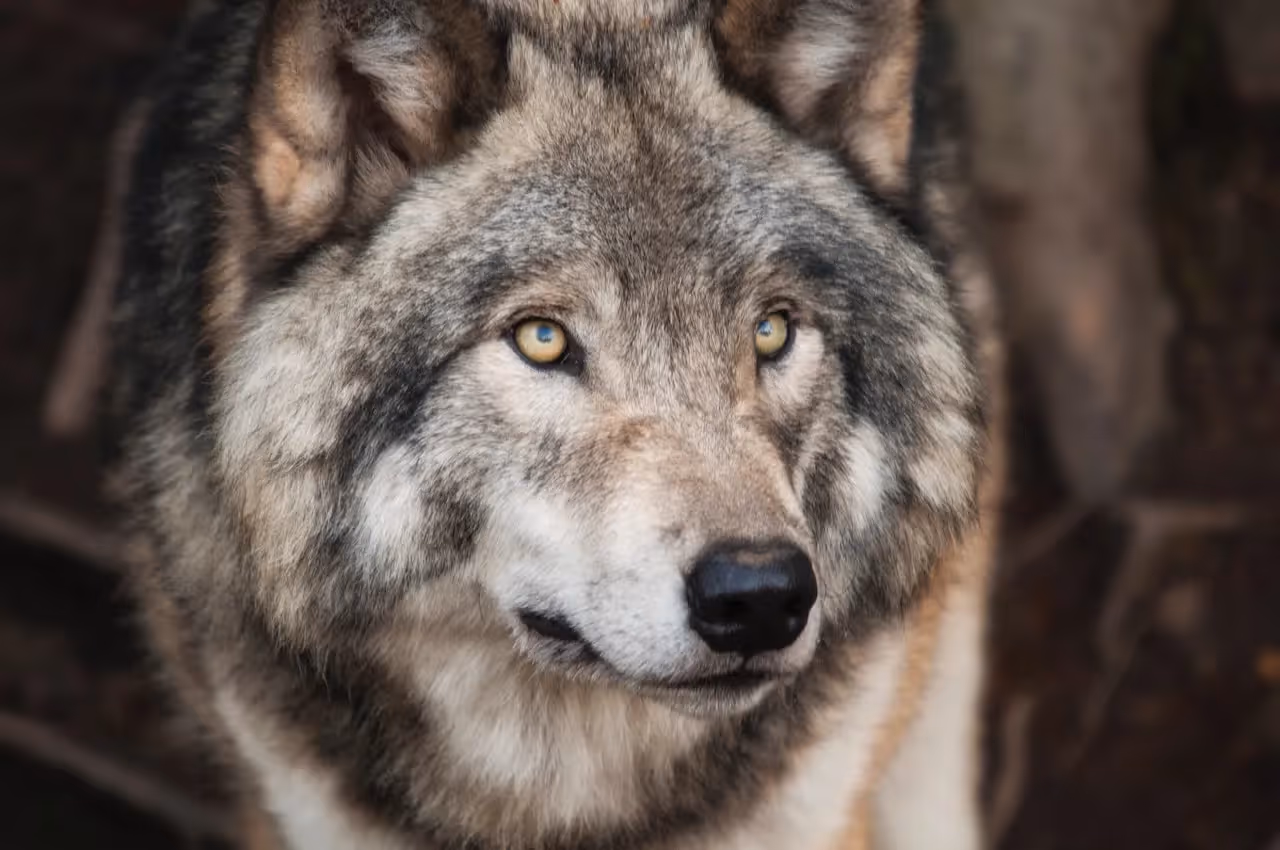 keystone species example of gray wolves in yellowstone