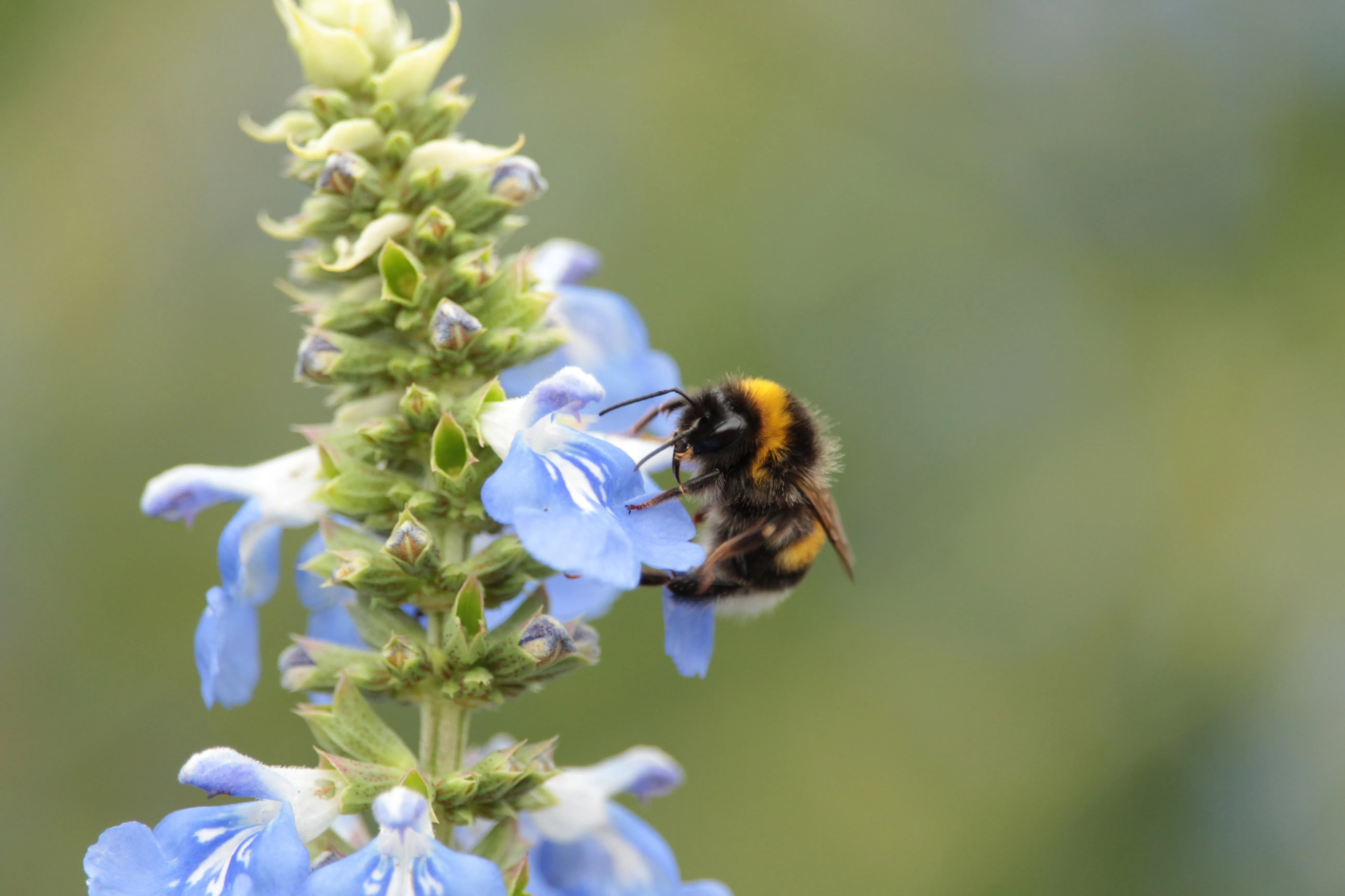 bees are keystone species that engage in mutualism