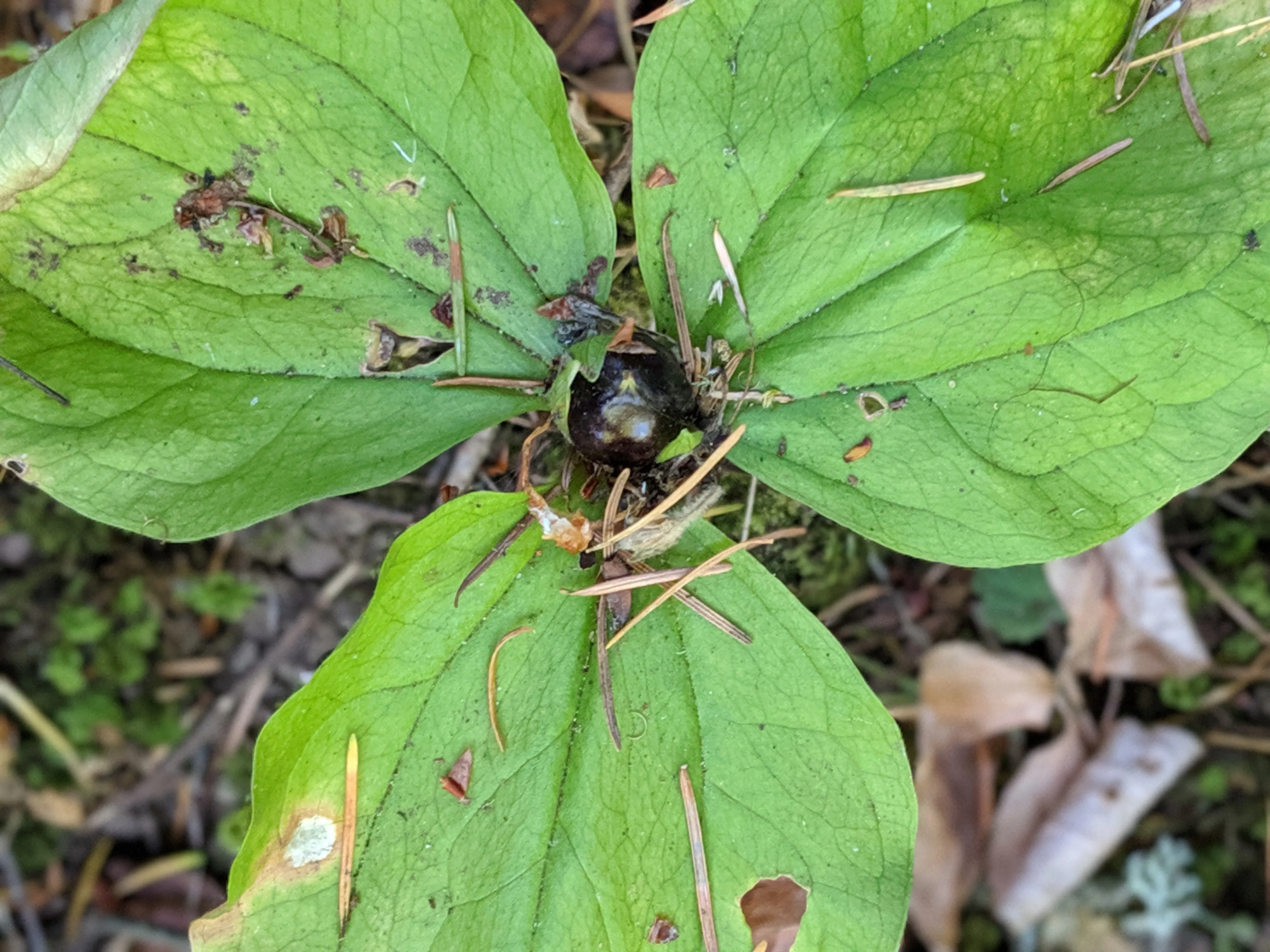 A trillium seed on a trillium plant in my backyard