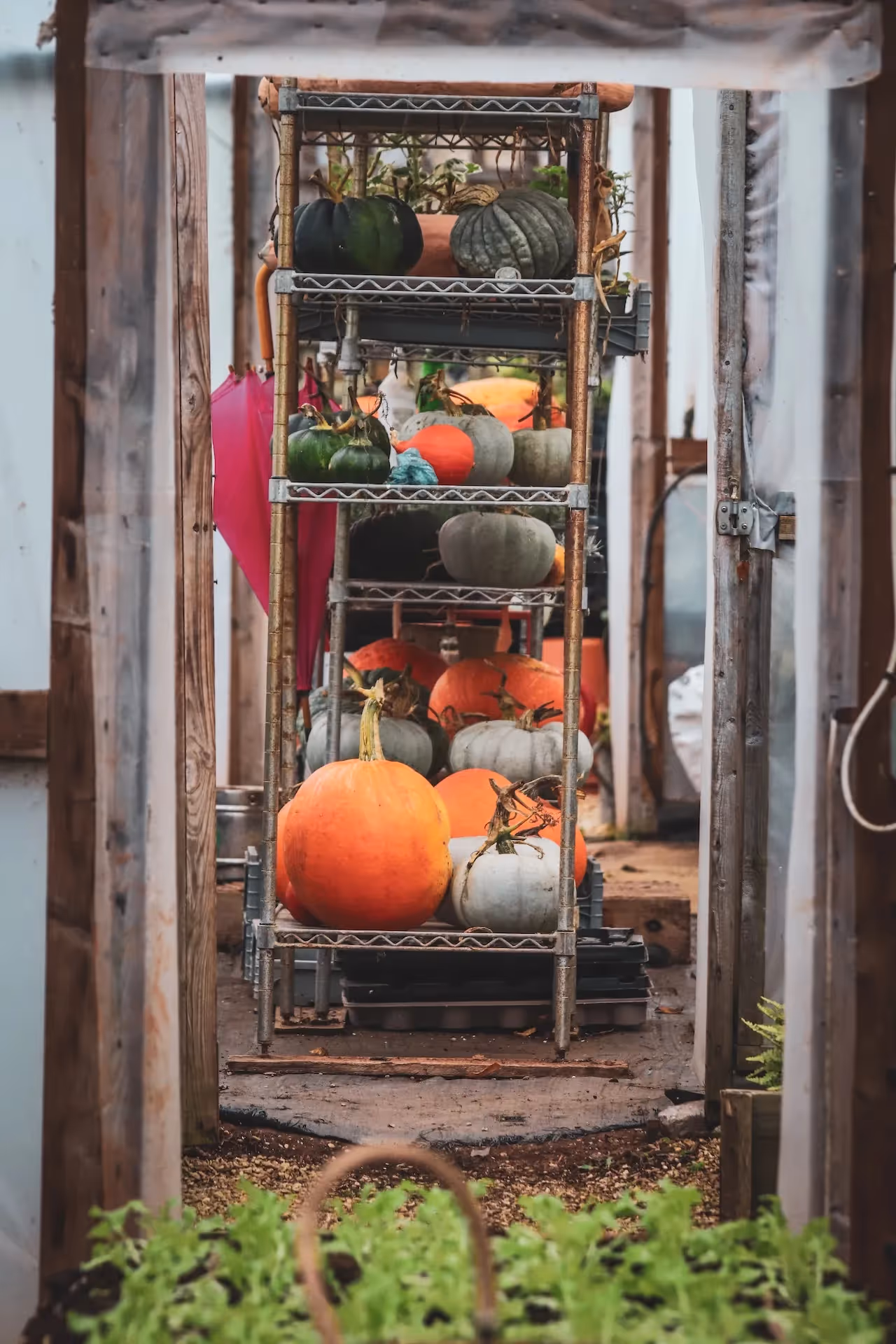 how to cure winter squash for storage