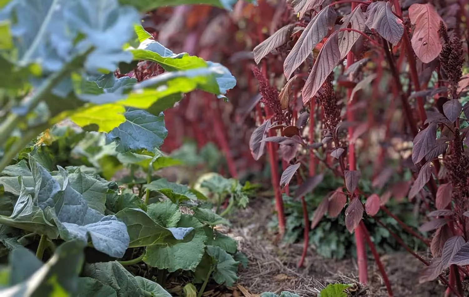 amaranth companion planting with winter squash in my garden