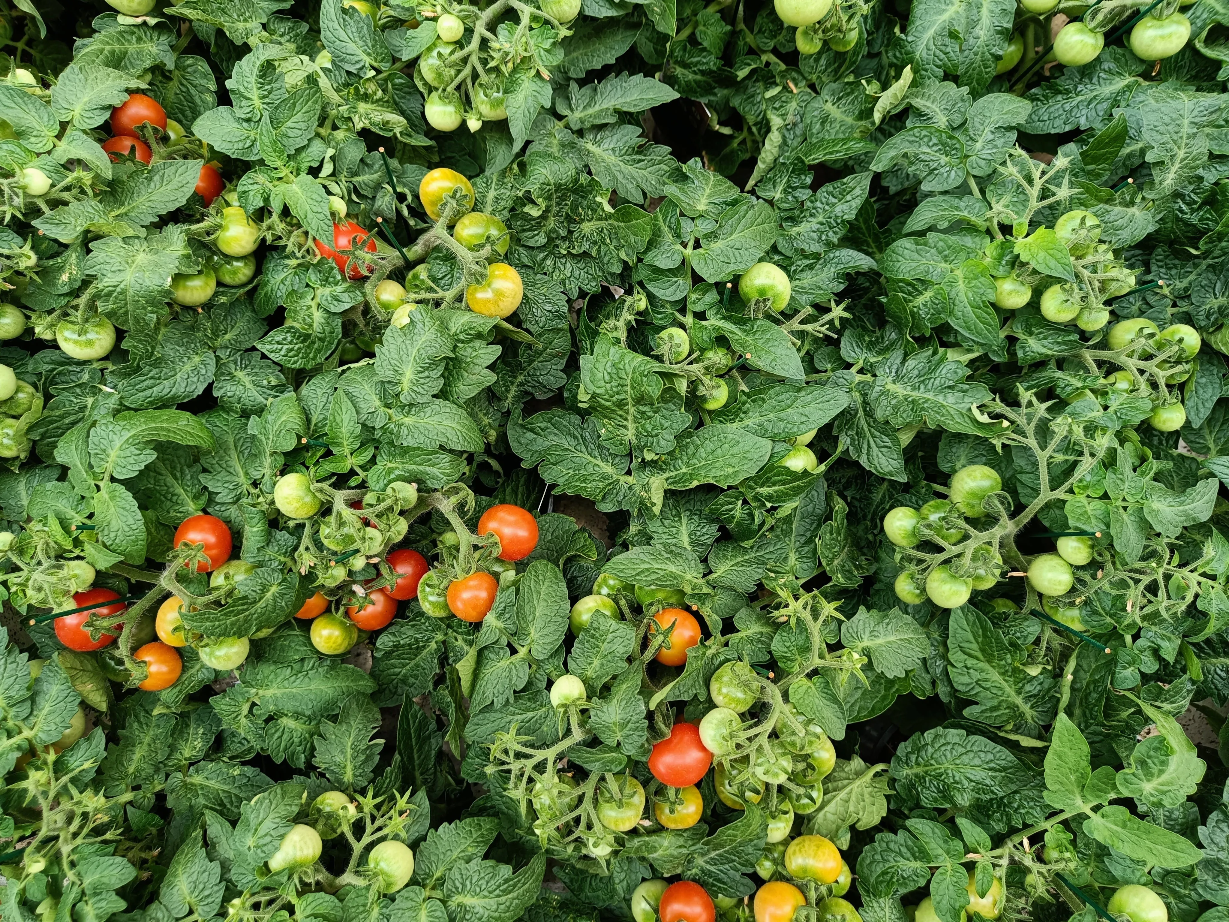 rotate tomatoes and nightshades in your garden to prevent disease and pest damage